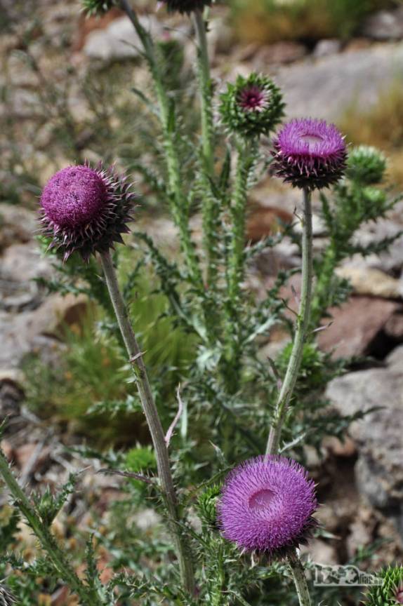Além das pinturas, também se pode admirar as flores no passeio à Cueva de Las Manos, no sul da patagônia, na Argentina